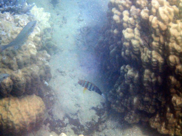 Choerodon fasciatus