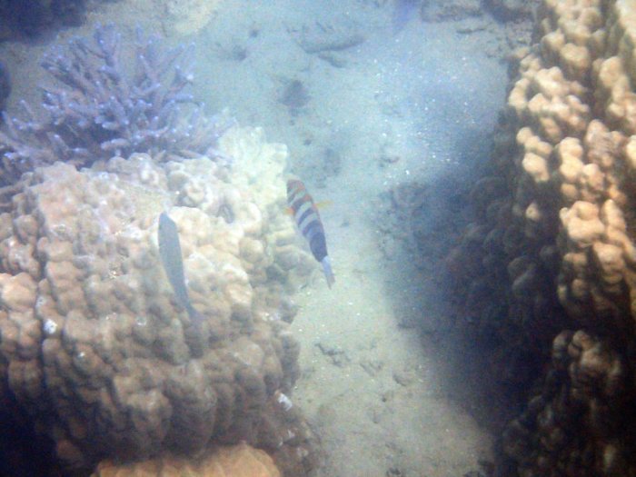 Choerodon fasciatus