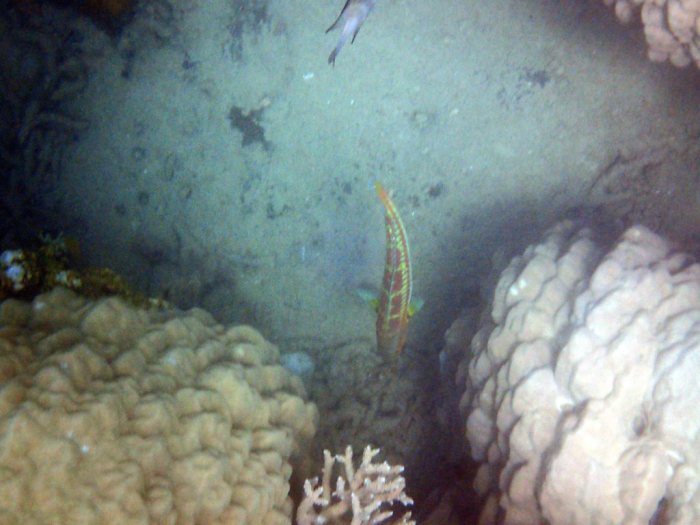 Thalassoma purpureum