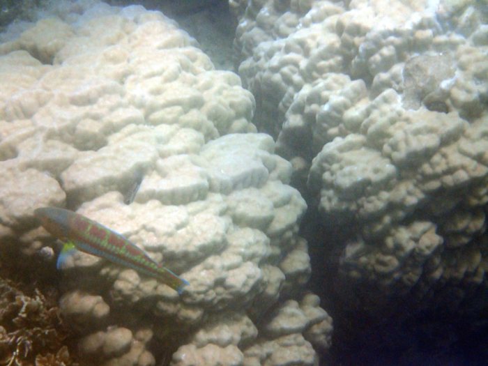 Thalassoma purpureum