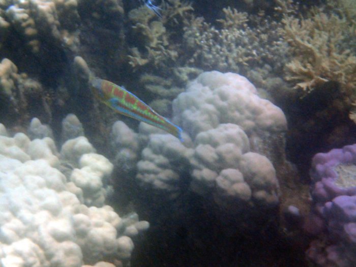 Thalassoma purpureum