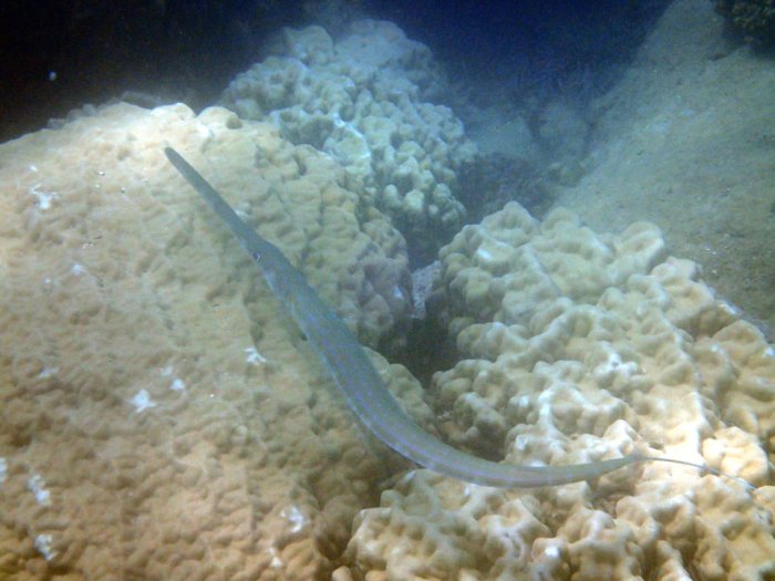 Fistularia commersonii