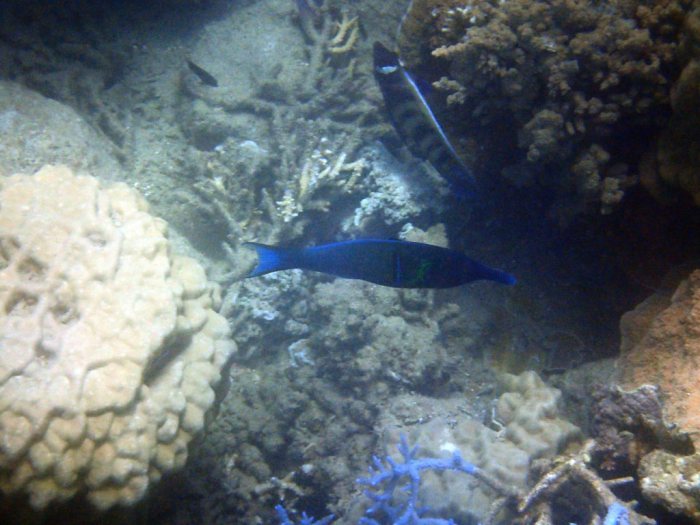 Pomacanthus sexstriatus