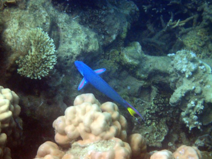 Thalassoma lunare