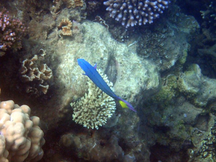 Thalassoma lunare