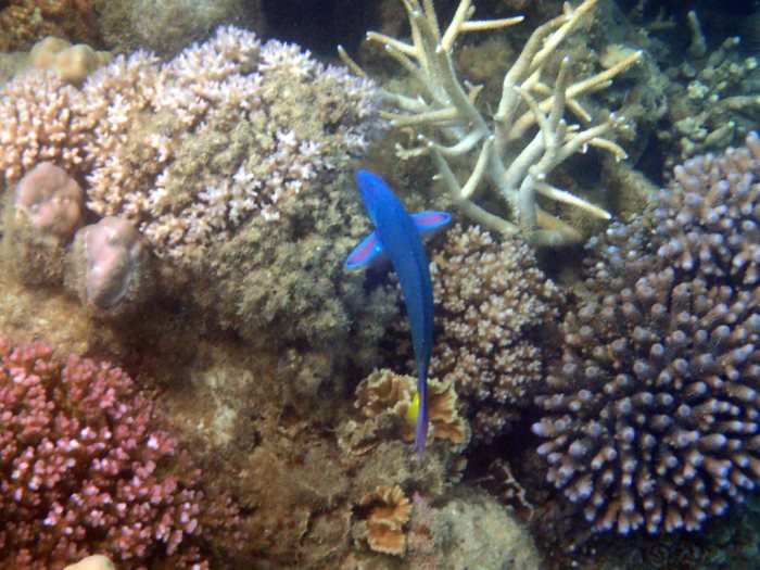 Thalassoma lunare