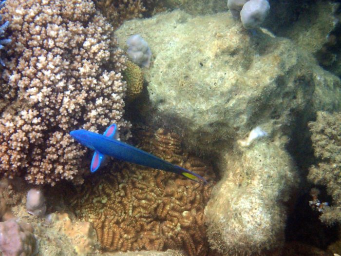 Thalassoma lunare
