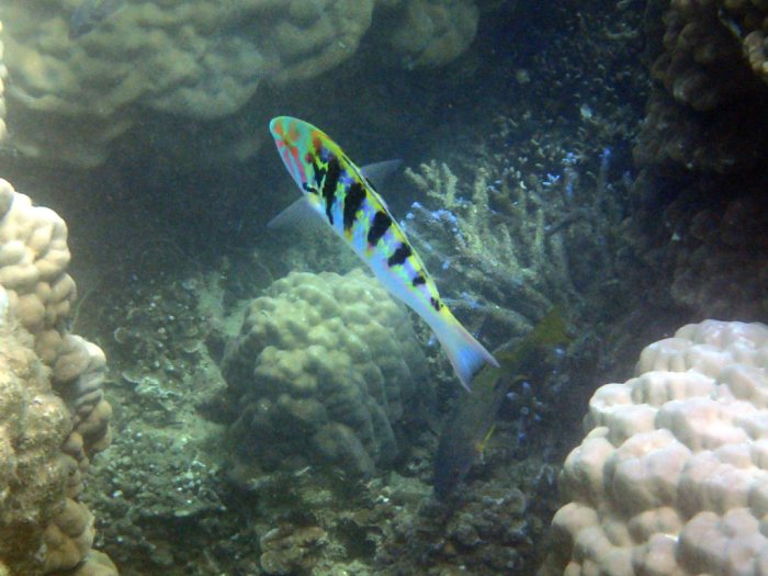 Thalassoma hardwicke
