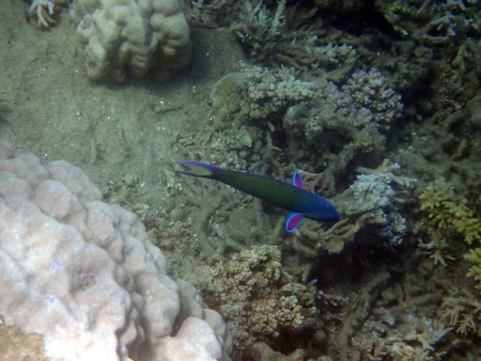 Thalassoma lunare