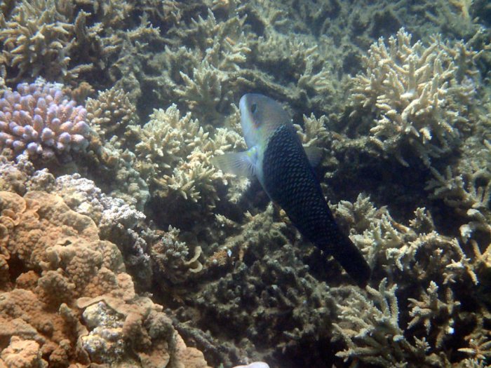 Hemigymnus melapterus
