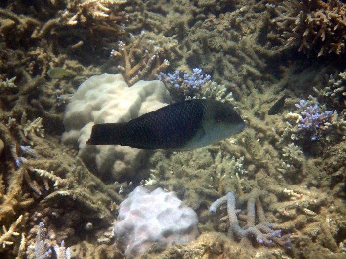 Hemigymnus melapterus