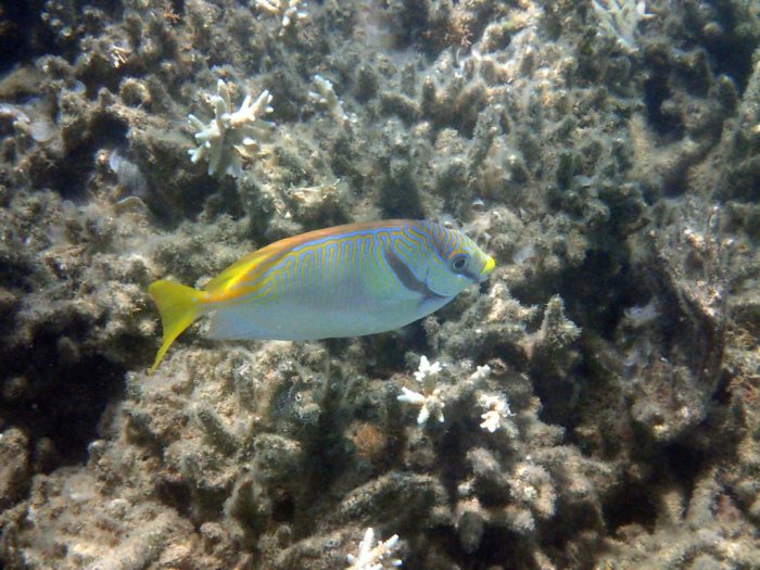 Siganus doliatus