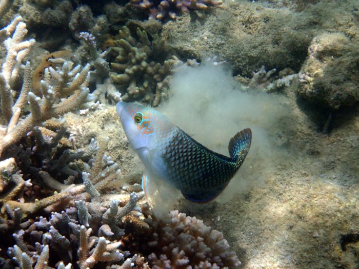 Hemigymnus melapterus