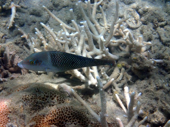 Hemigymnus melapterus