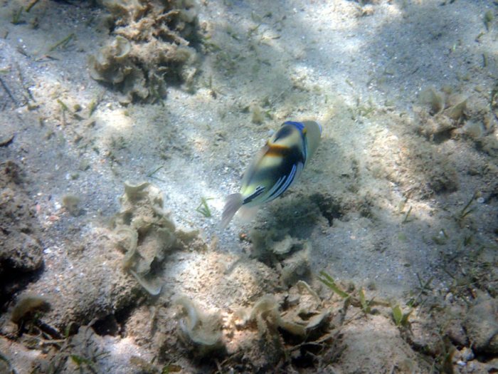 Rhinecanthus aculeatus