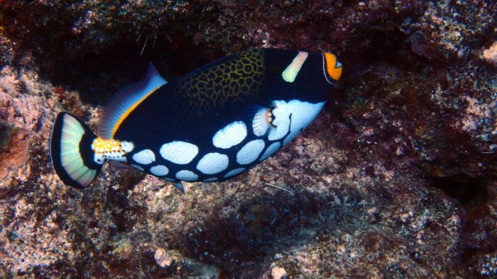 Balistoides conspicillum
