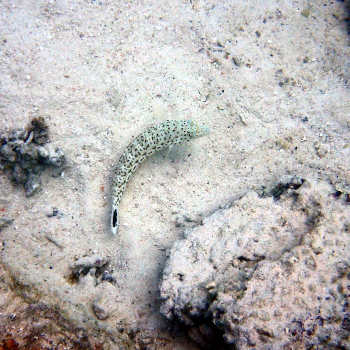 Parapercis hexophtalma
