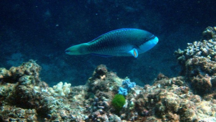 Poisson-perroquet