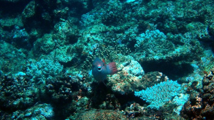 Scarus frenatus