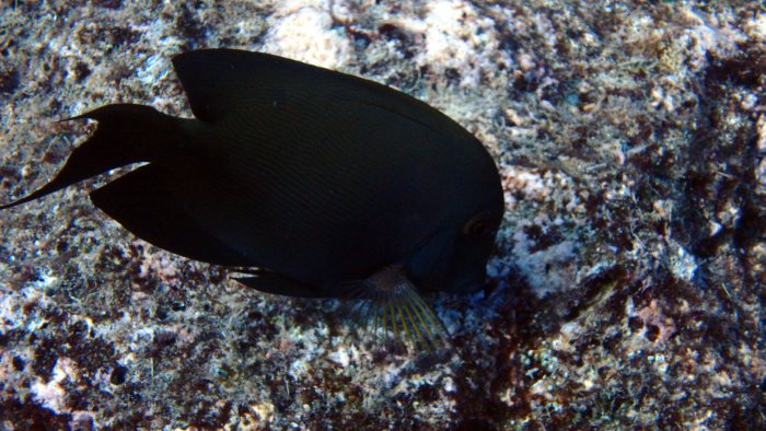 Ctenochaetus striatus