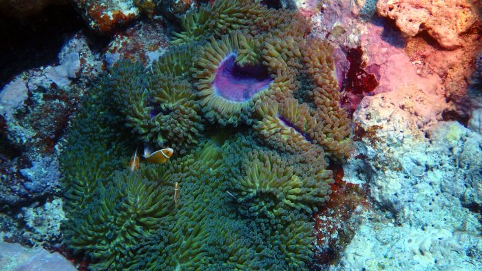 Amphiprion perideraion