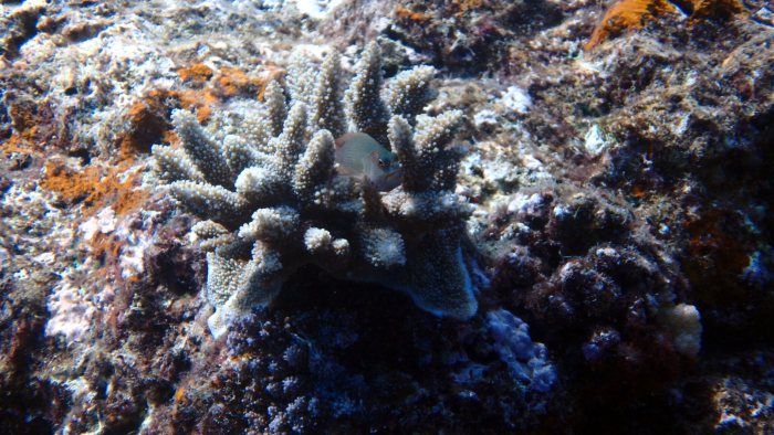 Paracirrhites arcatus
