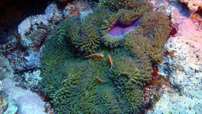 Amphiprion perideraion