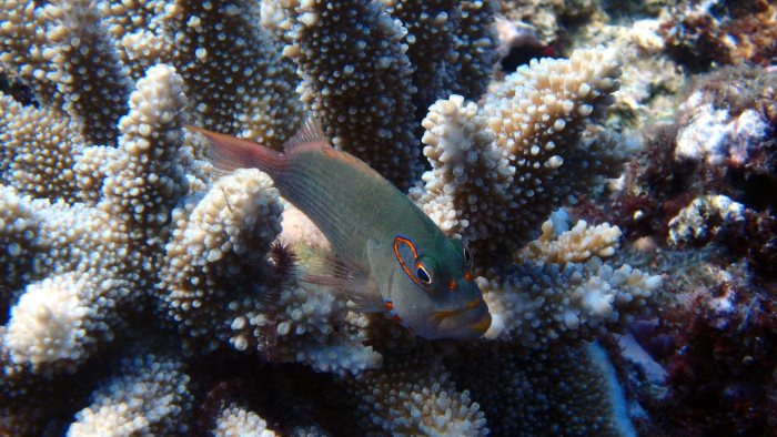 Paracirrhites arcatus