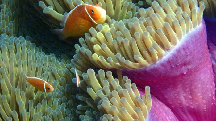 Amphiprion perideraion