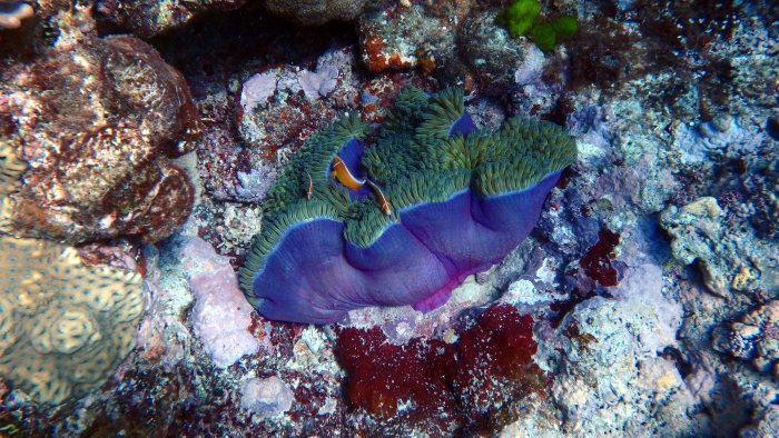 Amphiprion perideraion