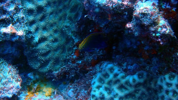 Pomacentrus vaiuli
