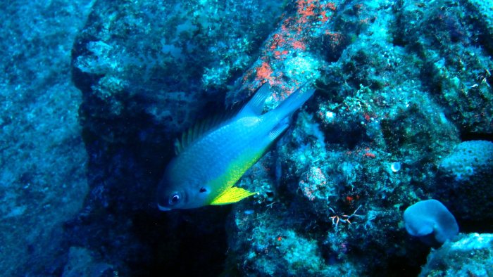Amblyglyphidodon orbicularis