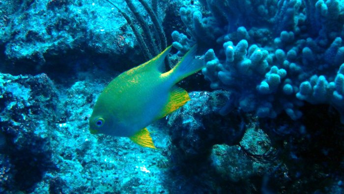 Amblyglyphidodon aureus