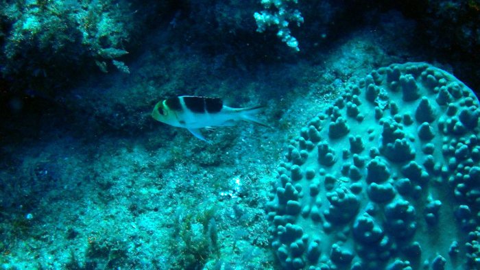 Monotaxis Heterodon