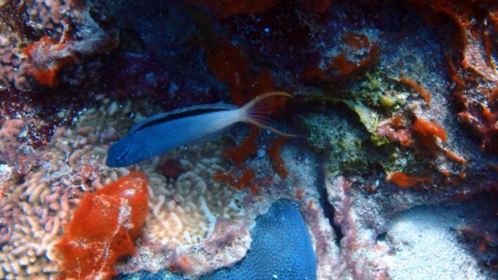 Meiacanthus atrodorsalis