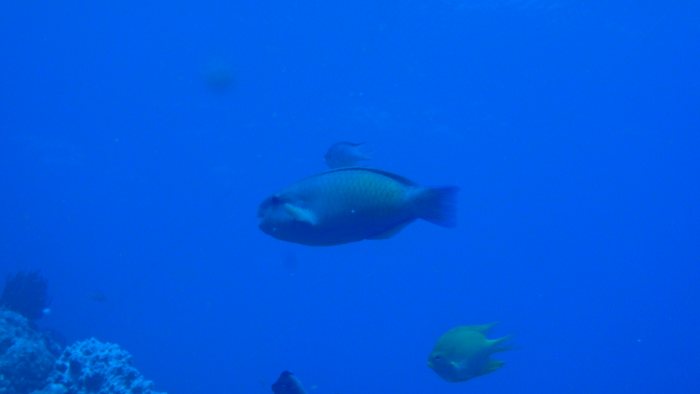 Chlorurus microrhinos