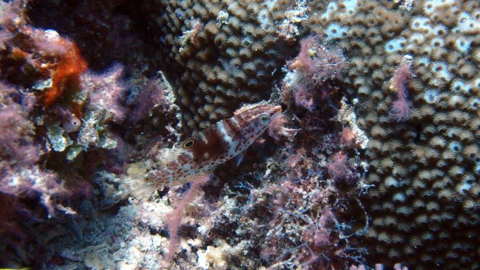 Coris batuensis
