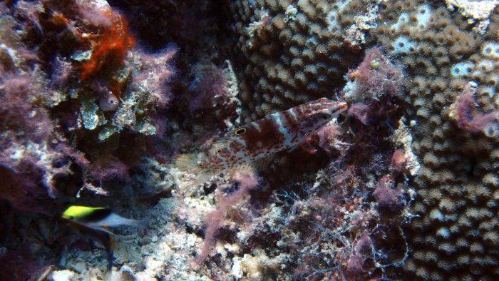 Coris batuensis