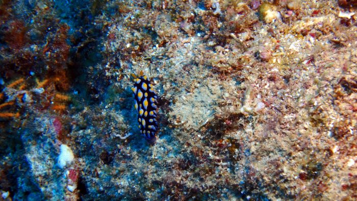 Phyllidia coelestis