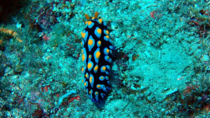 Phyllidia coelestis