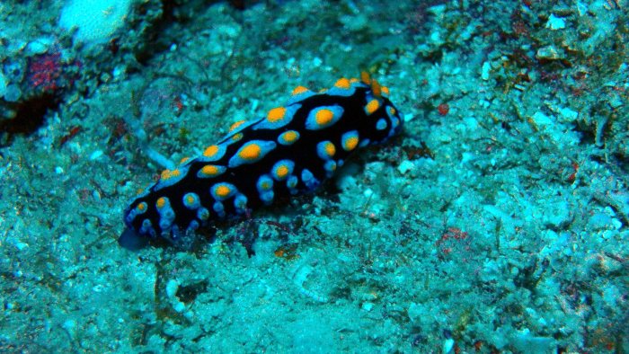 Phyllidia coelestis