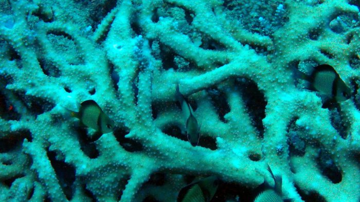 Dascyllus reticulatus