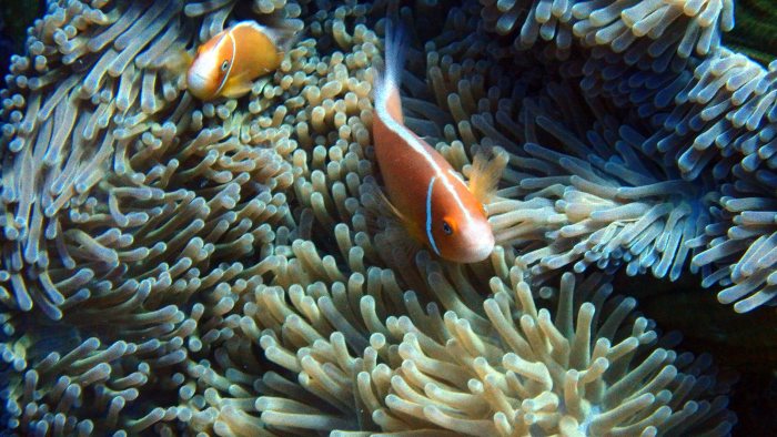 Amphiprion perideraion