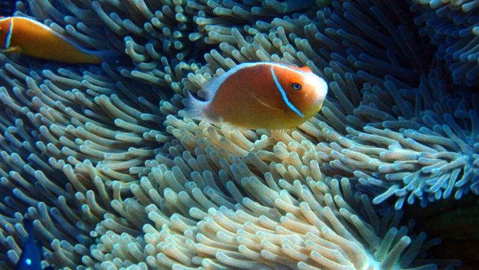 Amphiprion perideraion