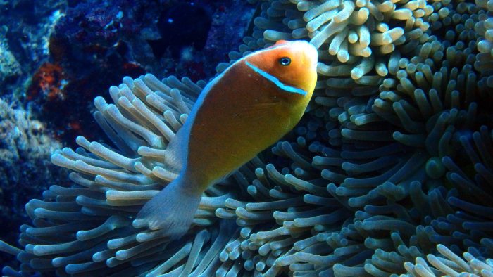 Amphiprion perideraion