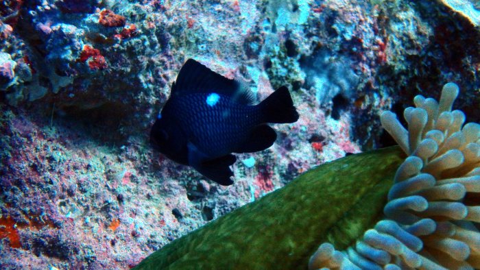 Dascyllus trimaculatus