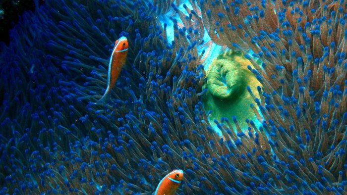 Amphiprion perideraion