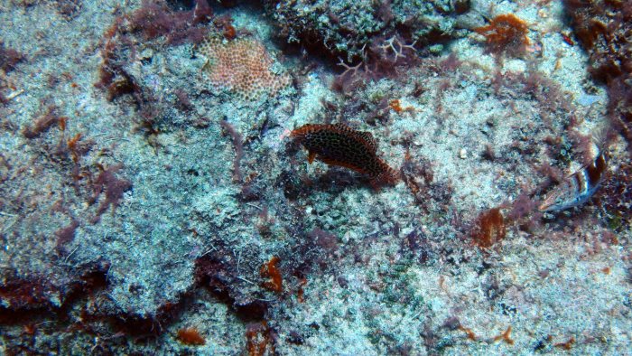Macropharyngodon meleagris