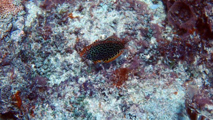 Macropharyngodon meleagris