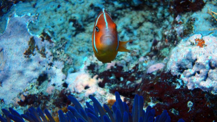 Amphiprion perideraion